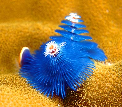 /dateien/mt33891,1223296086,corals scuba diving andaman sea